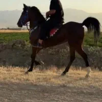 فروش‌‌کرهه‌مادیون‌درجه‌یک‌‌3 ساله‌از طوفان قم‌|اسب و تجهیزات اسب‌سواری|بروجرد, |دیوار