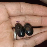 حراج پنج جفت مـهره|حراج|اهواز, کمپلو جنوبی|دیوار