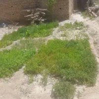 نشا گوجه