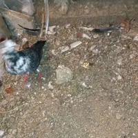 کبوتر|پرنده|بابلسر, |دیوار