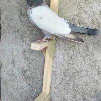 کفتر|پرنده|شیراز, دروازه قران|دیوار