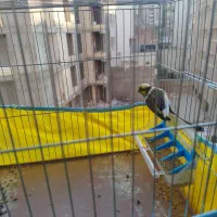 قناری سبز و رسمی ابلغ|پرنده|شیراز, شهرک بهشتی|دیوار