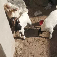 بز با دو کره ماده|حیوانات مزرعه|کرمان, |دیوار