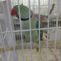 شاه طوطی نر سخنگو دستی|پرنده|قم, زنبیل آباد|دیوار