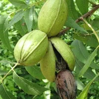 رزبری بلوبری بلک بری لوگان بری و ...|گل و گیاه طبیعی|تهران, سعادتآباد|دیوار