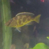 سیچیلاید پلنگی