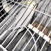 یک جفت عروس هلندی