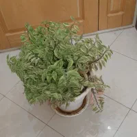 گل پدیلانتوس پرپشت و شاداب و سرحال|گل و گیاه طبیعی|تهران, آسمان|دیوار