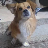 گمشده