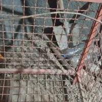 یک عددقفصه نو