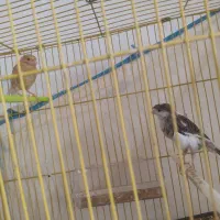 قناری معاوضه با قهوه ساز|پرنده|تربت جام, شهید نصرالهی|دیوار