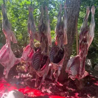 مصرف گوشت خانه رستوران عقیقه گوسفند زنده