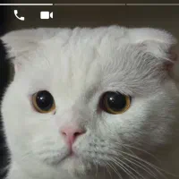 گربه اسکاتبش