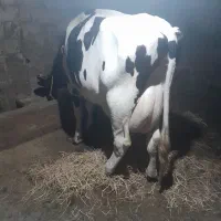 گاو شیری اصیل بدون گوساله