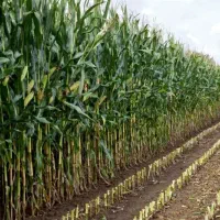 فروش ذرت علوفه ای اورگانیک سیلو شده درجه یک