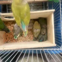جفت مولد برزیلی
