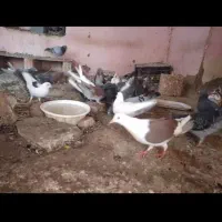 پرنده، کفتر همه مدل و رنگ،|پرنده|شیروان (خراسان), |دیوار