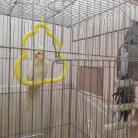 عروس هلندی|پرنده|گلبهار, شهر جدید گلبهار|دیوار