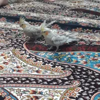 جفت عروس هلندی نر و ماده