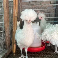 فروشش فوری لهستانی|حیوانات مزرعه|قائم‌شهر, |دیوار