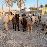 فروش 26 راس میش داشتی ابستن|حیوانات مزرعه|جره و بالاده, |دیوار