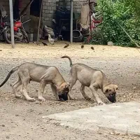 توله سرابی ۳ ماهه