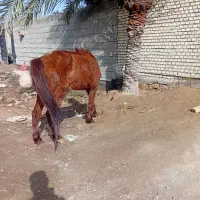 اسب مادیون|اسب و تجهیزات اسب‌سواری|شادگان, |دیوار