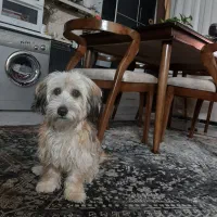 واگذار حیوان خانگی|سگ|فردیس, فردیس|دیوار