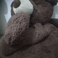 خرس قهو های دومتری