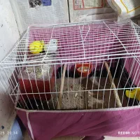 مرغ عشق|پرنده|بوشهر, |دیوار