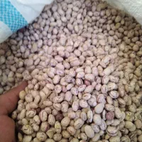 لوبیا چیتی امسالی