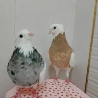 یک جفت کبوترطوقی الماسی ماده وطوقی زرد نر