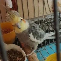 جفت عروس هلندی