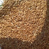 گندم و جو|خدمات باغبانی و درختکاری|رشت, عینک|دیوار