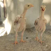 جوجه لاری