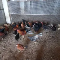مرغ رسمی