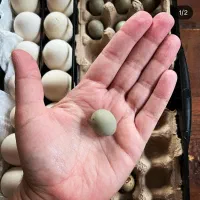 تخم مینیاتوری نطفه دار بلدرچین|حیوانات مزرعه|بهبهان, |دیوار