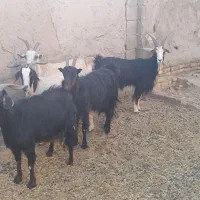 پنج راس بز|حیوانات مزرعه|تهران, افسریه شمالی|دیوار