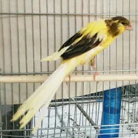 قناری رسمی بلند موزاییکی سرخ رد فاکتور|پرنده|تهران, بهارستان|دیوار