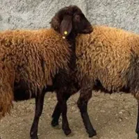 6 براس بره نر