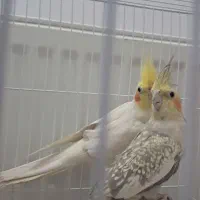 دوتا عروس هلندی