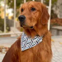 سگ گلدن اصیل اسکاتلندی یکساله