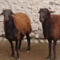 فروش گوسفند