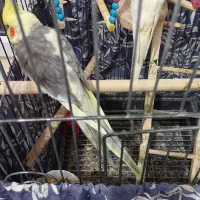 عروس هلندی|پرنده|بندر انزلی, چهارفریضه|دیوار