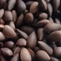 بادام شرین و ترد