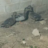 اردک وحشی