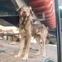 ماده پژدر یک ساله