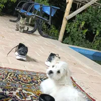 سگ شیتزو مالتیز