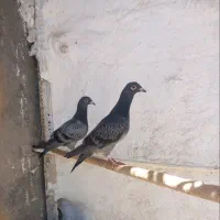 شش کبوتر آلمانی پدر مادر دار