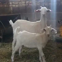 فروش بز سانا با کره نر دو ماهه